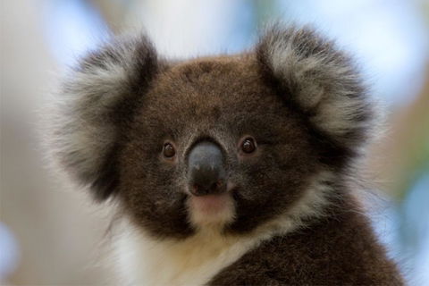 Bimbi Park - Camping Under Koalas - Australian Directory 0