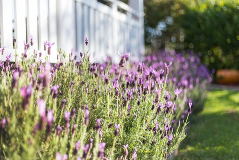 BIRCHES B&B - Australian Directory 3