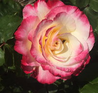 Birchwood Cottage - Australian Directory