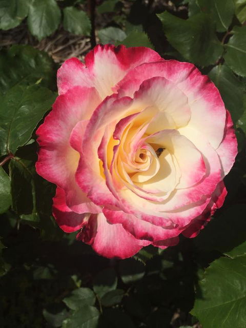 Birchwood Cottage - Australian Directory 0