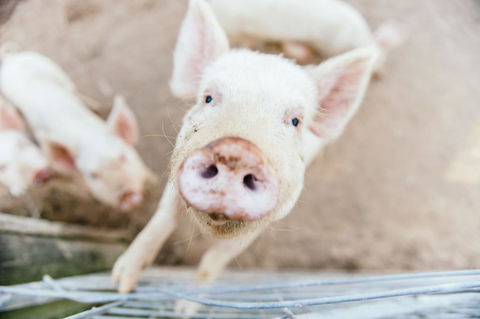 Blackwattle Farm - Australian Directory 2