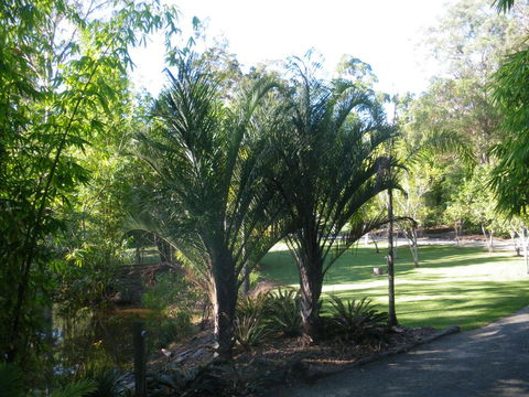 BoBRENE On Tamborine Nude Retreat - Quaint Cottage - Australian Directory 2