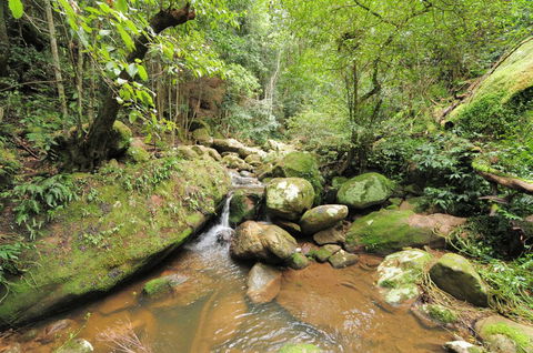 Cabbage Tree Farm - Seclusion And Tranquillity! - Australian Directory 1