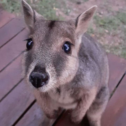 Camp Kanga - Australian Directory 3