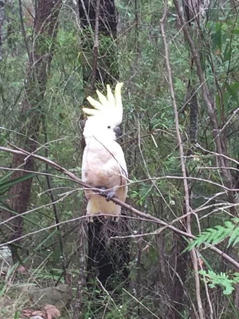 Comfortable Queen Sized Room Near Tuggerah Lake - Australian Directory 3