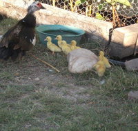 Corella Creek Country Farm Stay - Australian Directory