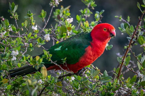 Country Paradise In The Gully - Australian Directory 2