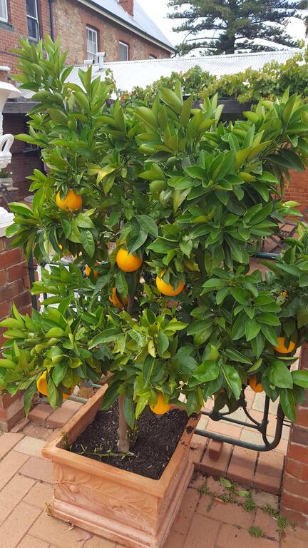 Courtyard Faversham House - Australian Directory 2