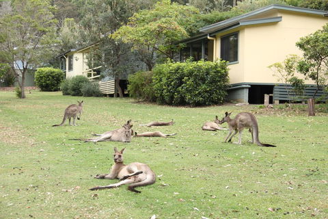 Depot Beach Cabins - Australian Directory 0