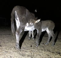 Donkey Tales Farm Cottages - Australian Directory