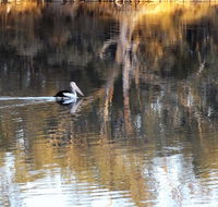 Euston Club Motel - Australian Directory