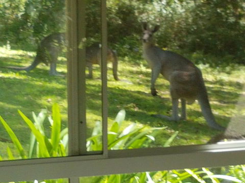 Forest View Bungalow - Australian Directory 2