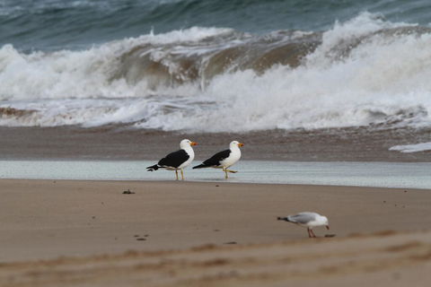 GALWAY COTTAGE - Australian Directory 1