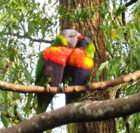 Gecko Cottage - Australian Directory