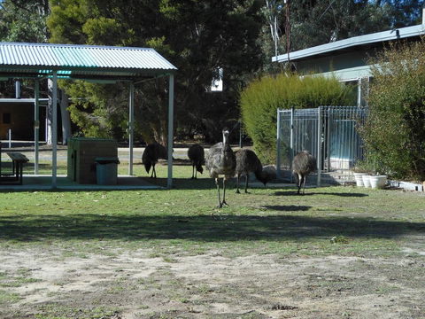 Grampians View Cottages And Units - Australian Directory 1