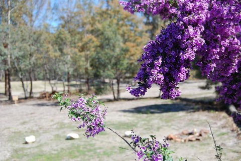 Gumleaves Bush Holidays - Australian Directory 2