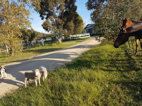 Happy Pig Farm - Australian Directory 1