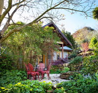 Hills End Camellia - Australian Directory