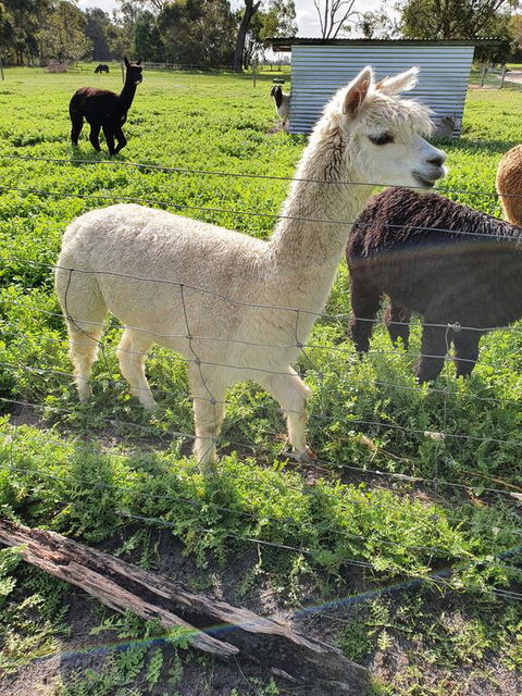 Kerriley Park FarmStay - Australian Directory 1