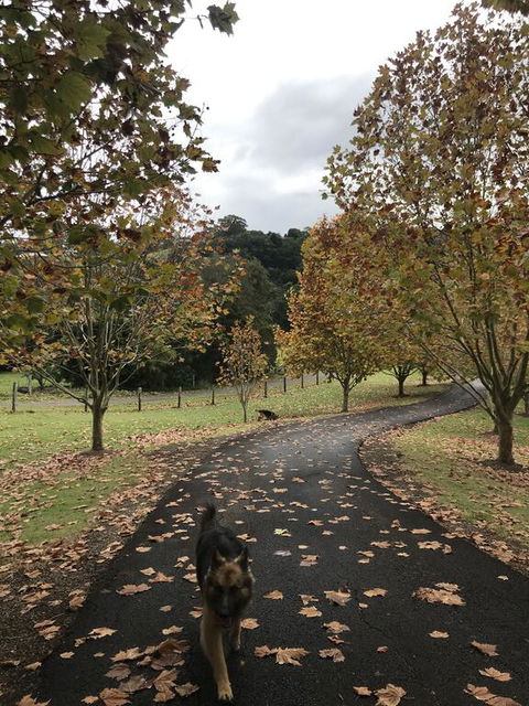 King Ludwigs Cottage - Australian Directory 1