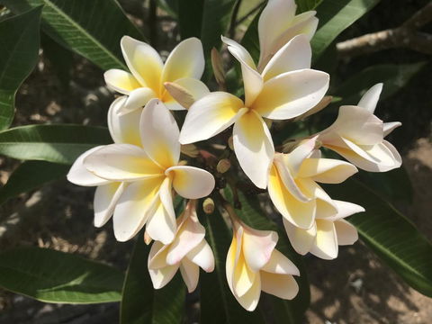 King Ludwigs Cottage - Australian Directory 3