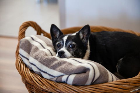 Kingaroy Country Motel - Australian Directory 3