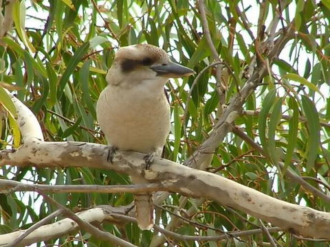 Kookaburra Nest - Australian Directory 0