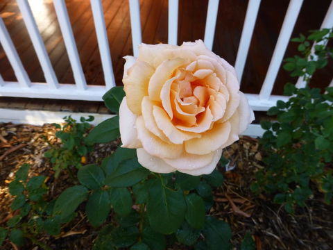 Lakeside Bed & Breakfast - Australian Directory 2