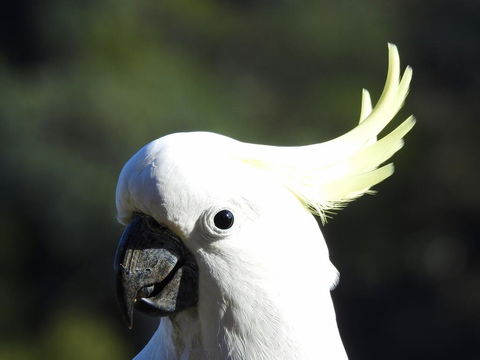 Launceston Wildlife Retreat - Australian Directory 1