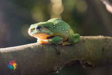 Maleny Wildlife Holiday House - Australian Directory 2