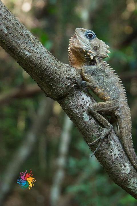 Maleny Wildlife Holiday House - Australian Directory 3