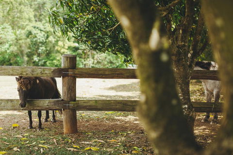 Mango Hill Farm - Australian Directory 2