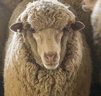 Mascot Cottage - Pet Friendly and Complimentary Breakfast Hamper - Australian Directory