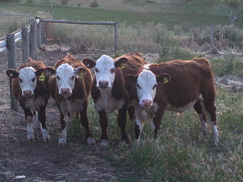 Morella Farm - Australian Directory 2