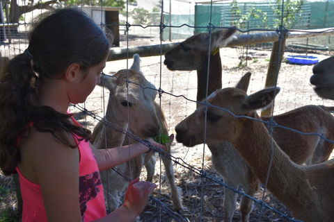 Morella Farm - Australian Directory 3