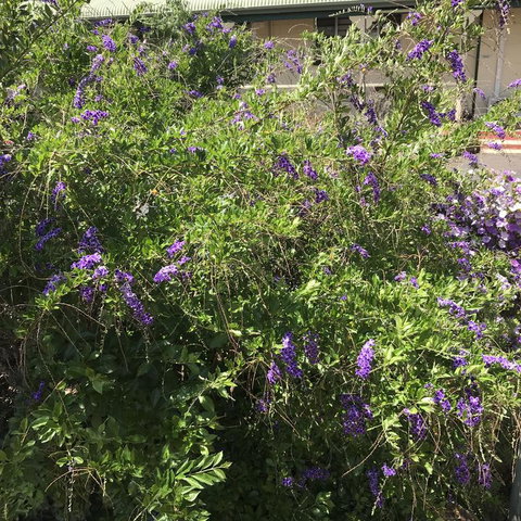 Oasis Motel - Australian Directory 3