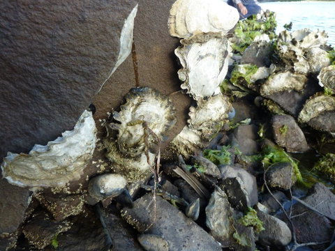 Oyster Shack - Australian Directory 3