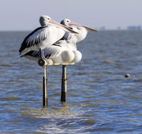 Pelican Perch Retreat - Australian Directory