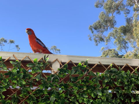 Pinnacle Views - Australian Directory 2