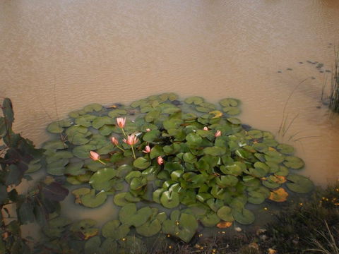 River Downs Cottage - Australian Directory 3