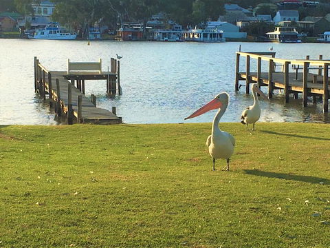 Riverfront Getaway - Mannum - Australian Directory 0