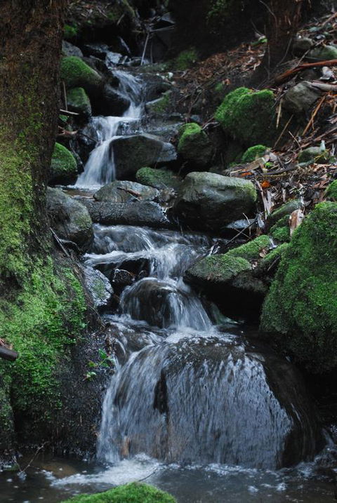 Rocky Creek Art Garden B&B - Australian Directory 3