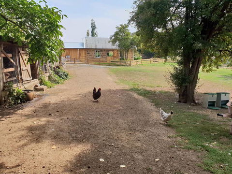 Rosendale Stables - Australian Directory 2