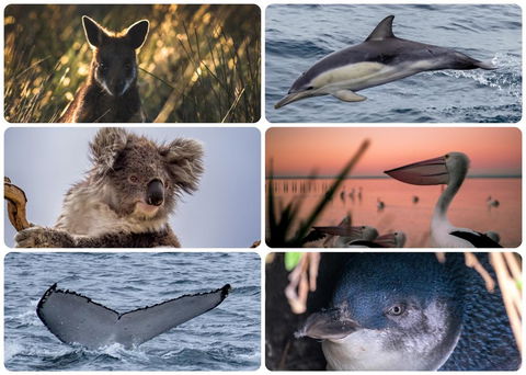 Settle In On 260 Settlement In Cowes - Australian Directory 2