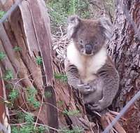 Stringybark Hills Retreat - Australian Directory