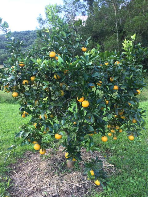 Terania Creek Farmstay - Australian Directory 2