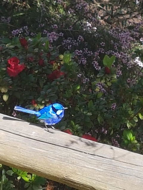 The Coombe On Wilson Inlet - Australian Directory 1