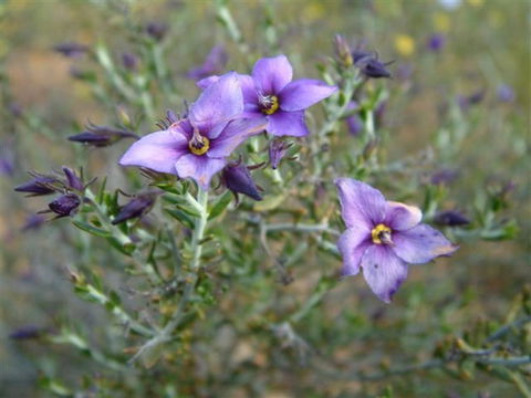 The Coombe On Wilson Inlet - Australian Directory 2