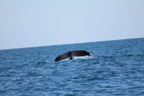 The Cove Holiday Village - Australian Directory 1