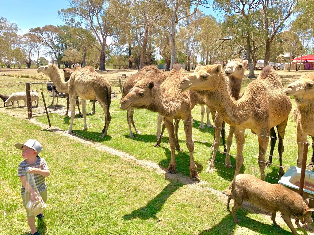  Australian Directory